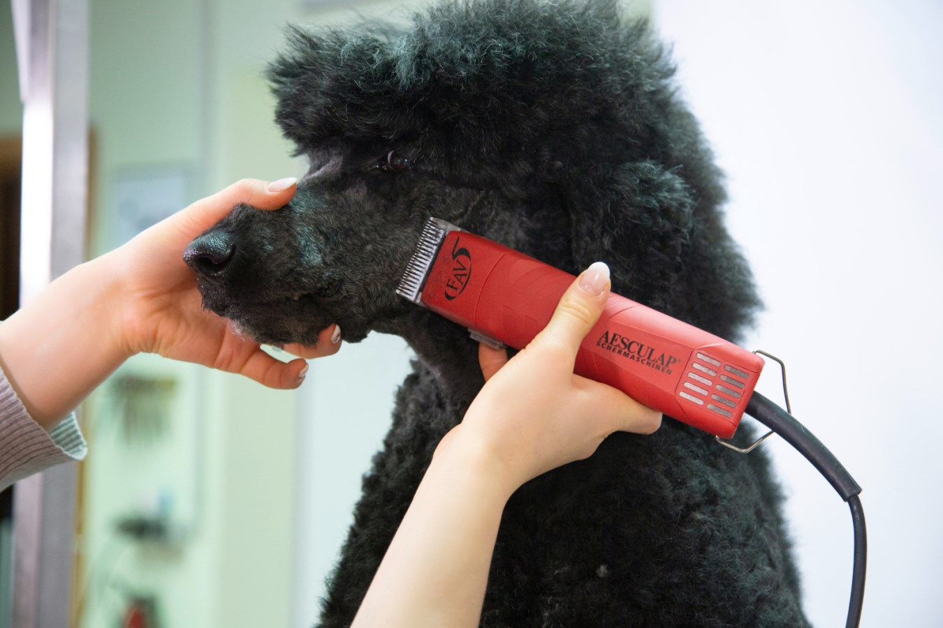 Aesculap Fav 5 CL コードレスバリカン Aesculap FAV5 CL Rechargeable Clipper | Groomers Online